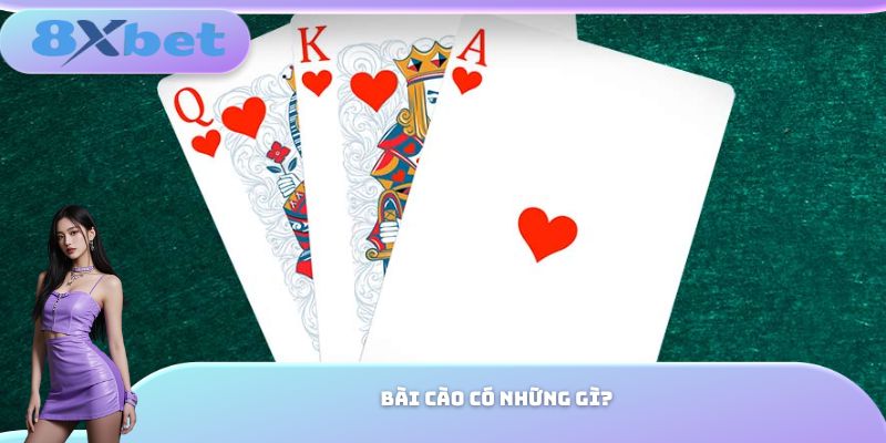 Bài cào có những gì?